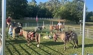Farm party at Elsberry Riding & Farm 4