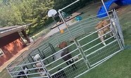 Farm party at Elsberry Riding & Farm 8